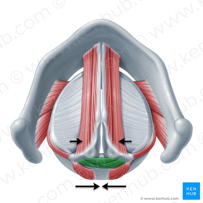 Ação dos músculos aritenóideos transverso e oblíquo (Functio musculorum arytenoidei transversi et obliqui); Imagem: Paul Kim