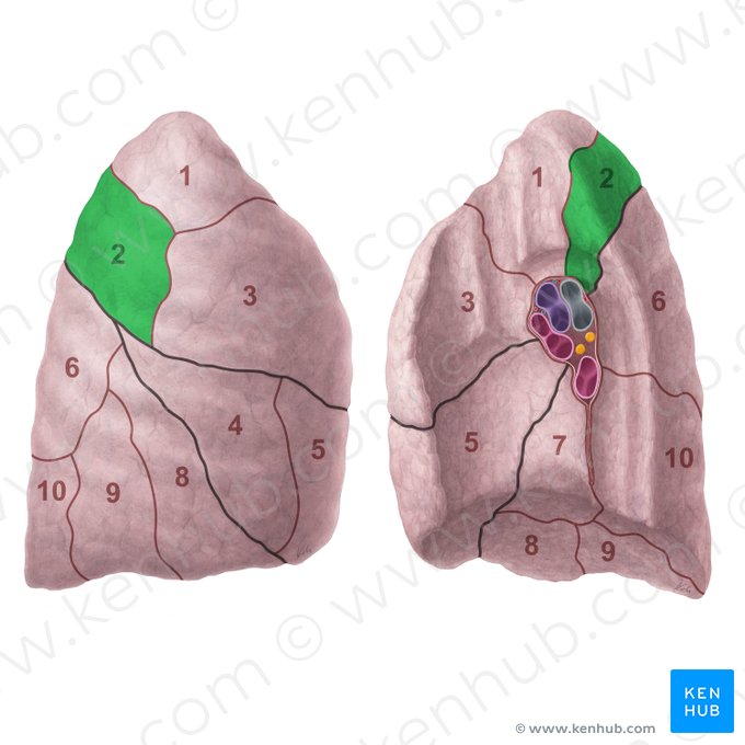 Posterior segment of right lung (Segmentum posterius pulmonis dextri); Image: Paul Kim