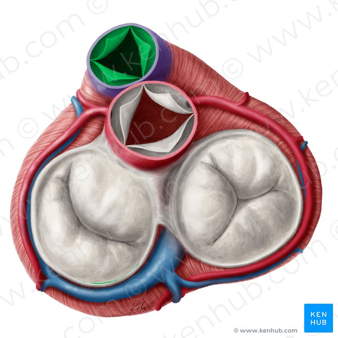 Pulmonary valve (Valva trunci pulmonalis); Image: Yousun Koh