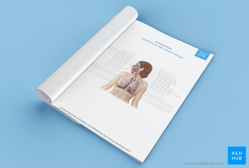Teste dein Wissen über die Anatomie des Atmungssystems mit unserem unbeschrifteten 'die Atmung des Menschen Arbeitsblatt' (Download unten)