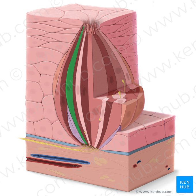 Célula epitelial gustativa tipo II (Epitheliocytus sensorius gustatorius typi II); Imagen: Tal Bavli Ziv