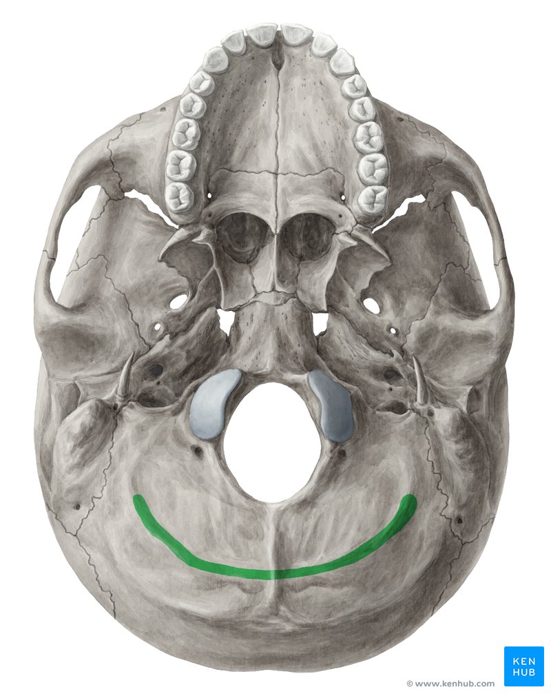 Inferior nuchal line