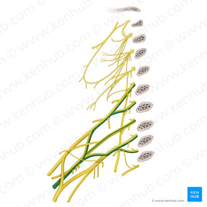 Radial nerve (Nervus radialis); Image: Begoña Rodriguez