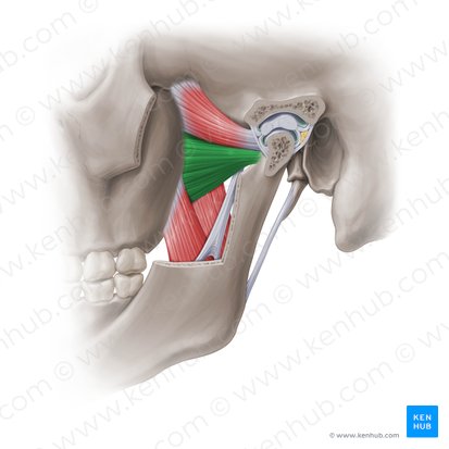 Inferior head of lateral pterygoid muscle (Caput inferius musculi pterygoidei lateralis); Image: Paul Kim