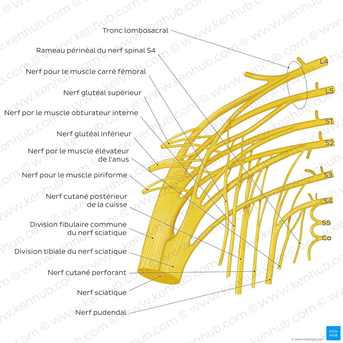 Sacral plexus: An overview