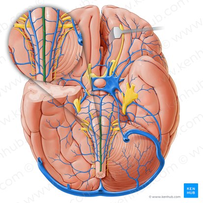 Anteromedian medullary vein (Vena medullaris anteromediana); Image: Paul Kim