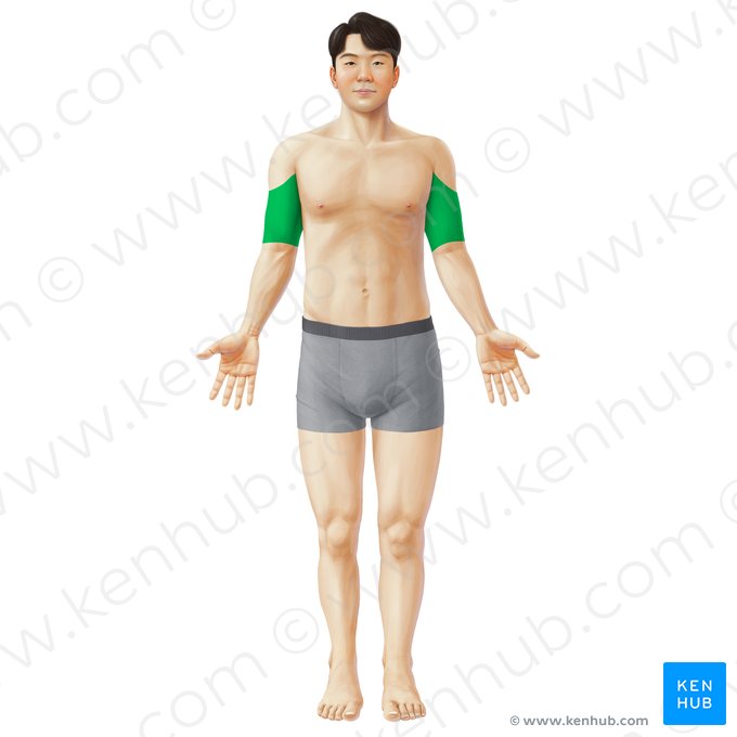 Anterior region of arm (Regio anterior brachii); Image: Paul Kim
