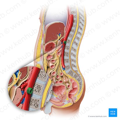 Artéria renal esquerda (Arteria renalis sinistra); Imagem: Paul Kim
