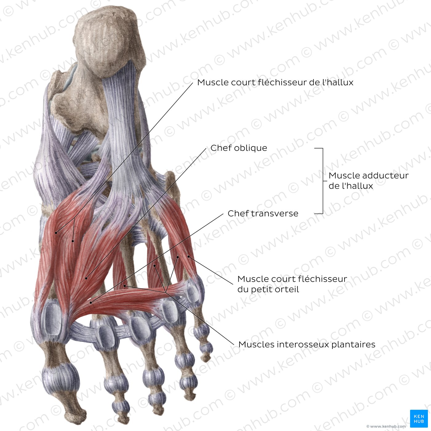 3ème et 4ème couches des muscles plantaires du pied