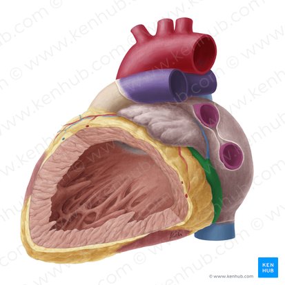 Coronary sinus (Sinus coronarius); Image: Yousun Koh