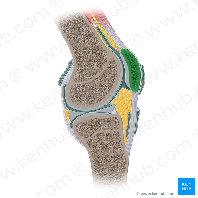 Patella; Image: Paul Kim