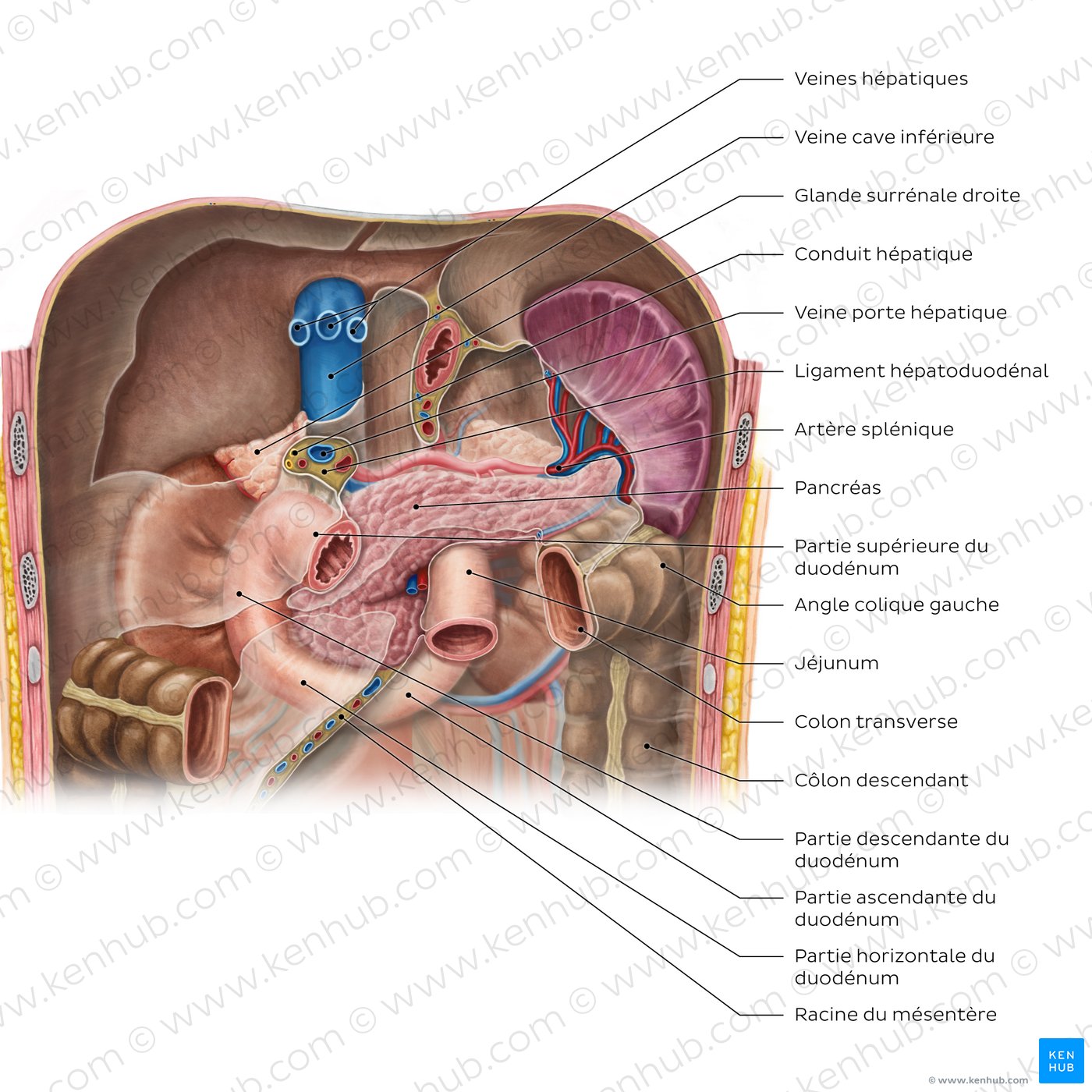 Pancreas in situ