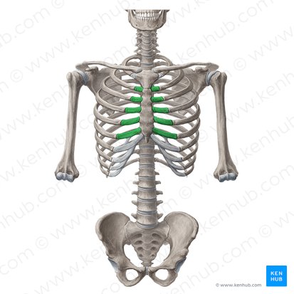 Costal cartilages of 2nd-6th ribs (Cartilagines costales costarum 2-6); Image: Yousun Koh