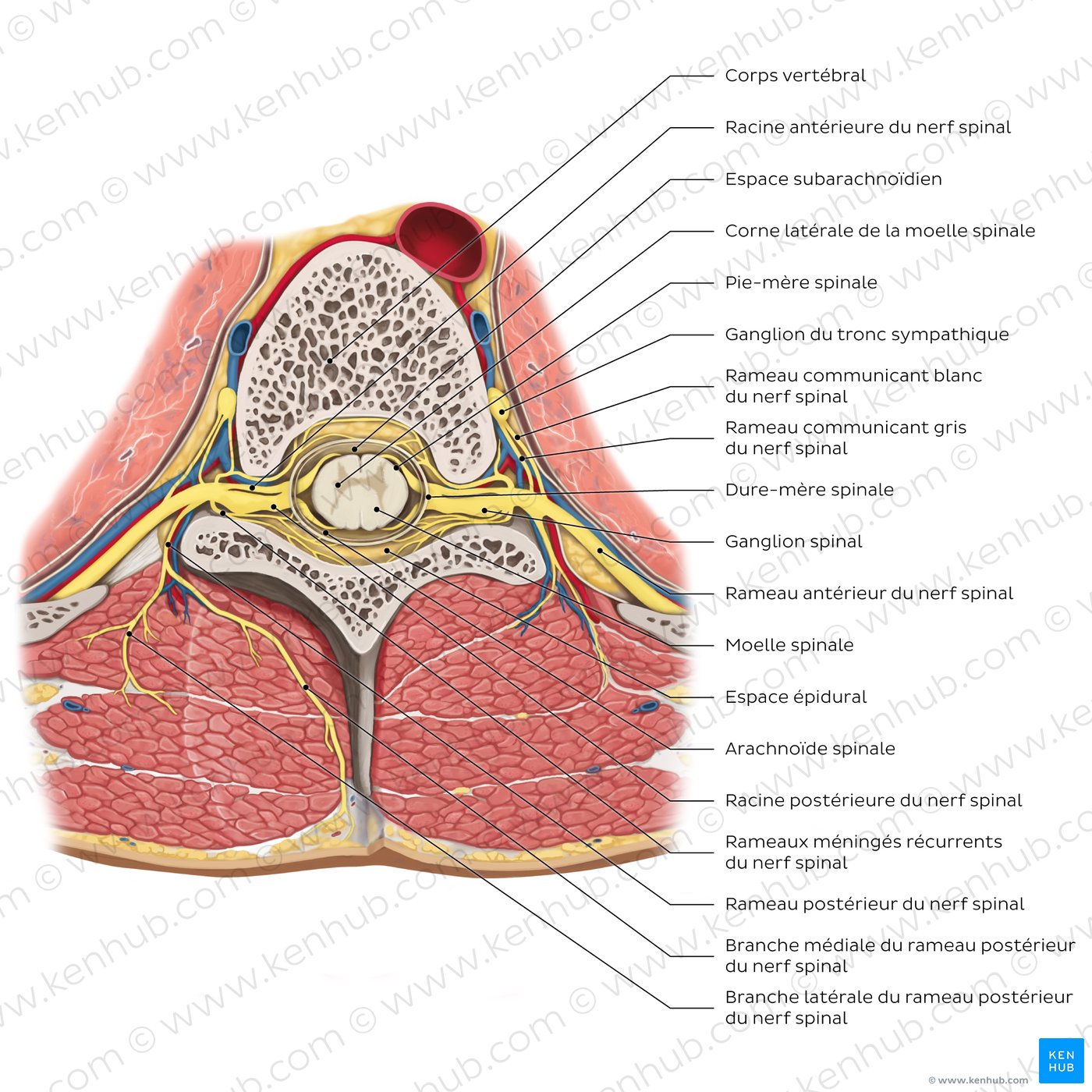 Innervation du dos : Rameaux des nerfs spinaux (schéma)