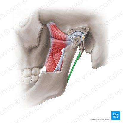 Ligamentum stylomandibulare (Griffel-Unterkiefer-Band); Bild: Paul Kim