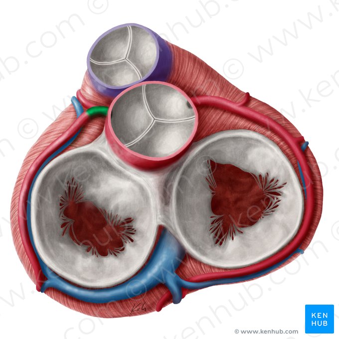 Left coronary artery (Arteria coronaria sinistra); Image: Yousun Koh