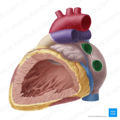Veines pulmonaires gauches (Venae pulmonales sinistrae); Image : Yousun Koh
