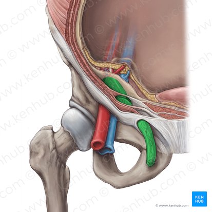 Spermatic cord (Funiculus spermaticus); Image: Hannah Ely
