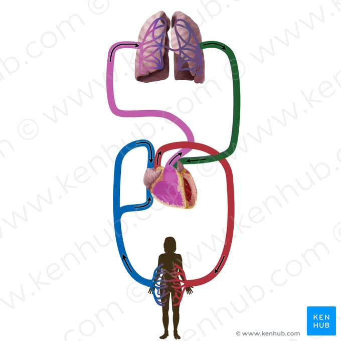 Pulmonary veins (Venae pulmonales); Image: Begoña Rodriguez