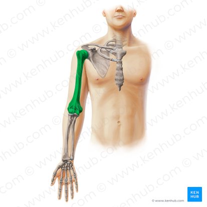 Húmero (Humerus); Imagen: Paul Kim
