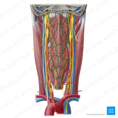 Pharyngeal veins (Venae pharyngeae); Image: Yousun Koh