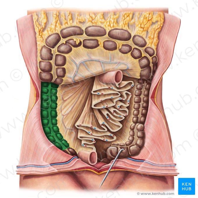 Ascending colon (Colon ascendens); Image: Irina Münstermann