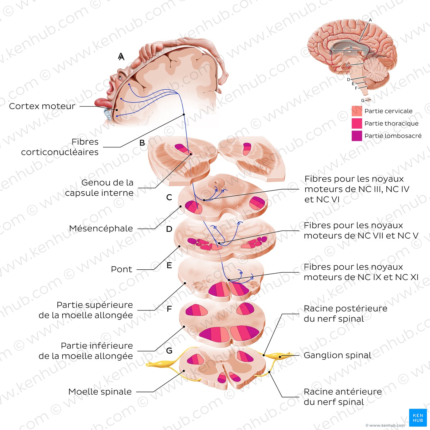 Corticonuclear tract