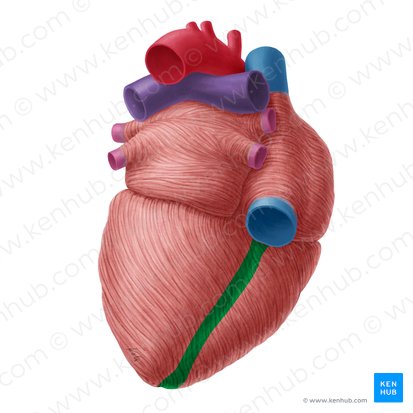Inferior interventricular sulcus (Sulcus interventricularis inferior); Image: Yousun Koh