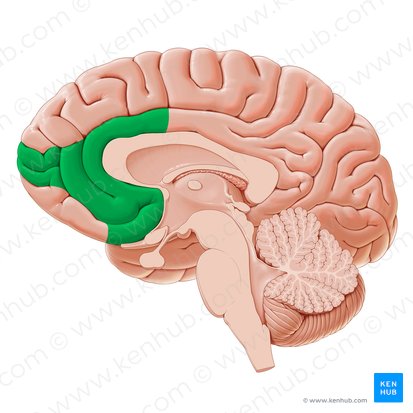 Ventromedial prefrontal cortex (Cortex prefrontalis ventromedialis); Image: Paul Kim