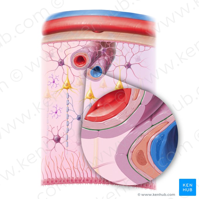 Espacio perivascular (Spatium perivasculare); Imagen: Paul Kim