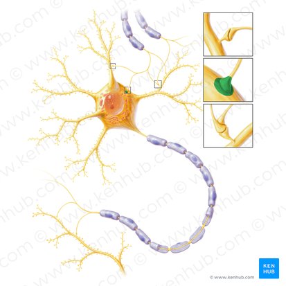 Synapsis axosomatica (Axosomatische Synapse); Bild: Paul Kim