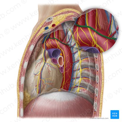 Left superior intercostal vein (Vena intercostalis superior sinistra); Image: Yousun Koh