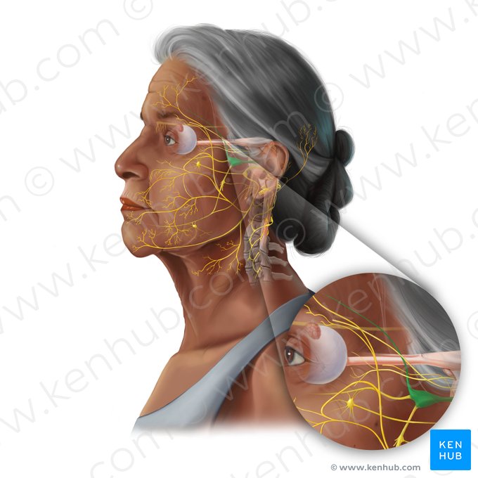 Ophthalmic nerve (Nervus ophthalmicus); Image: Tal Bavli Ziv