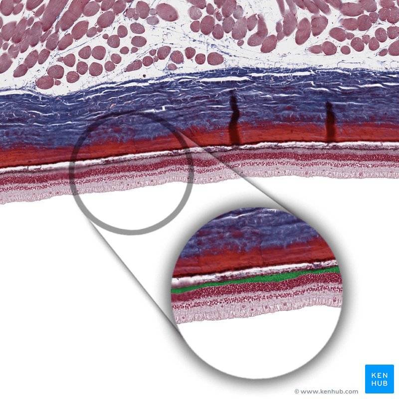 Layer of rods and cones - histological slide