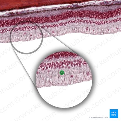 Radial glial cell (Gliocytus radialis); Image: 