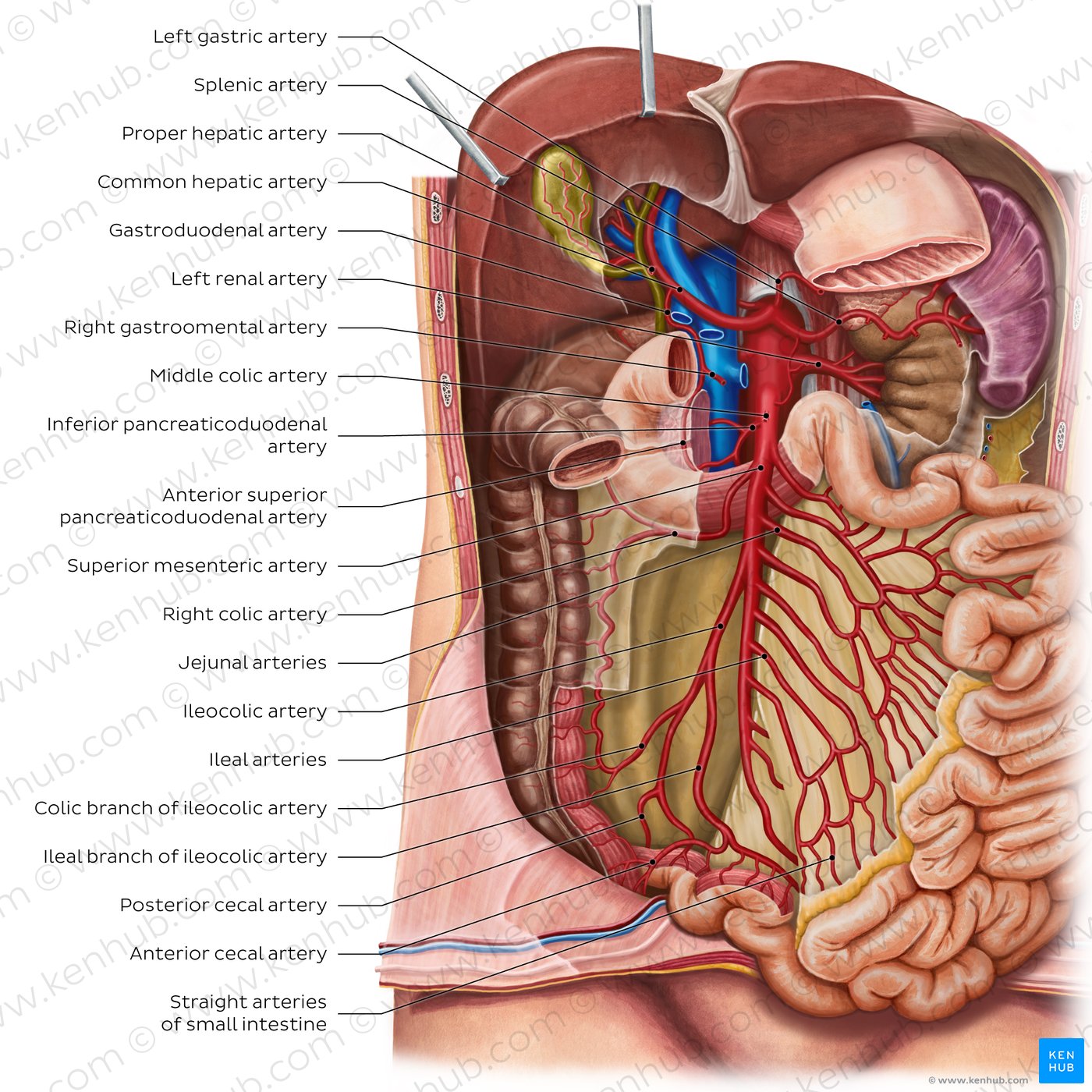 Arteries of the small intestine