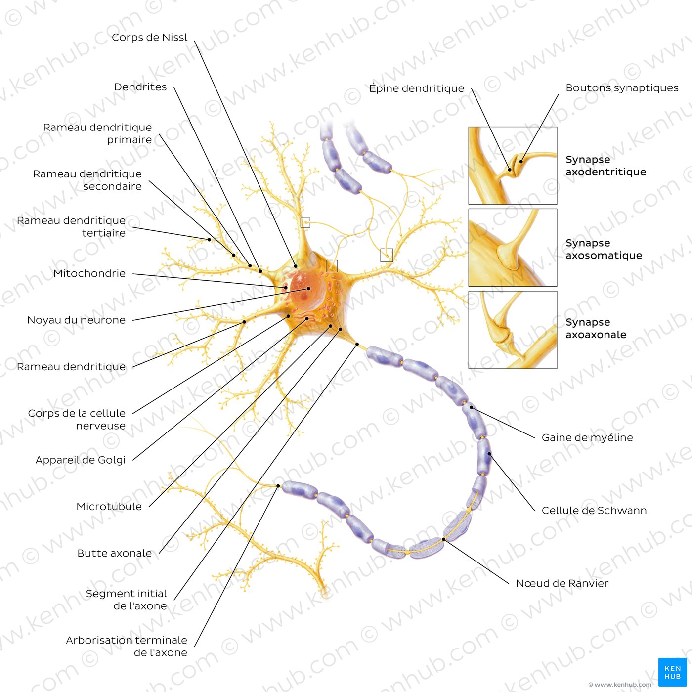 Neurons: Structure and types