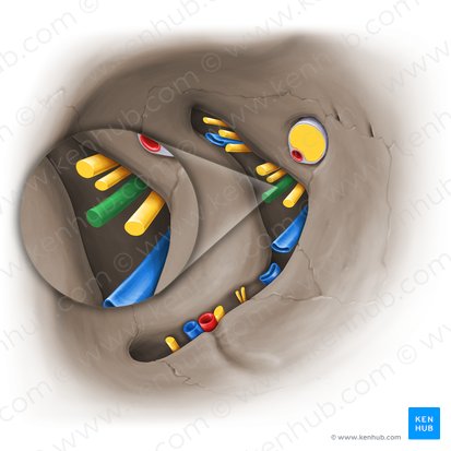 Nervus abducens (Augenabziehnerv); Bild: Paul Kim
