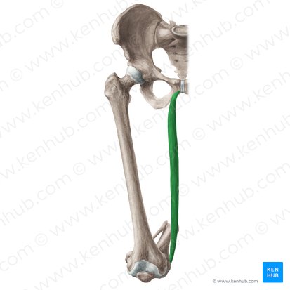Musculus gracilis (Schlankmuskel); Bild: Liene Znotina