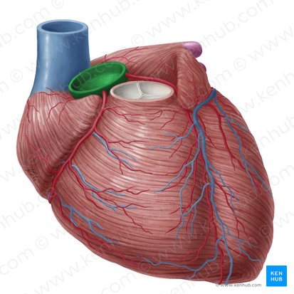 Ascending aorta (Aorta ascendens); Image: Yousun Koh