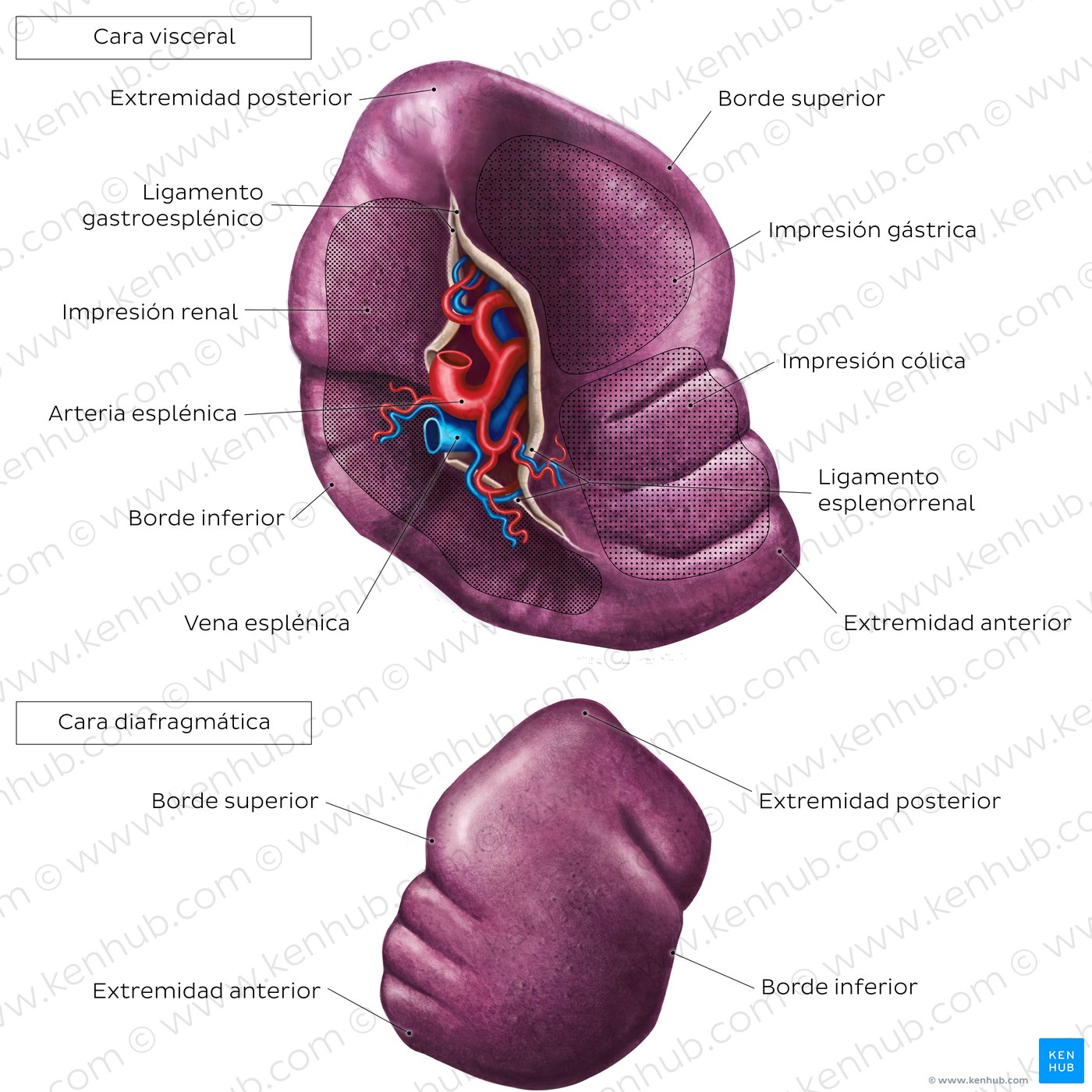 Anatomía superficial del bazo
