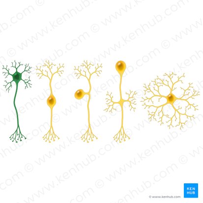 Neuron multipolare (Multipolare Nervenzelle); Bild: Paul Kim