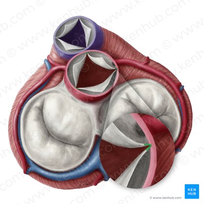 Commissures of semilunar leaflets of aortic valve (Commissurae valvularum semilunarium valvae aortae); Image: Yousun Koh