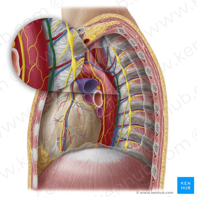 Accessory hemiazygos vein (Vena hemiazygos accessoria); Image: Yousun Koh