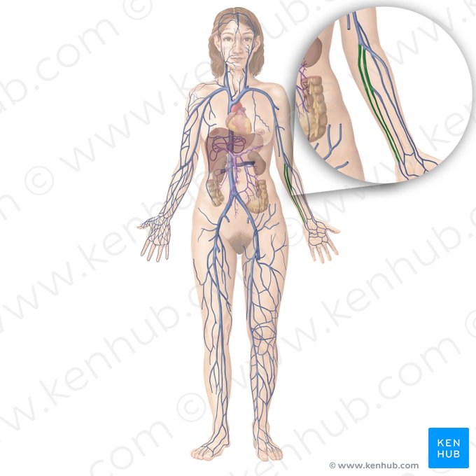 Ulnar veins (Venae ulnares); Image: Begoña Rodriguez