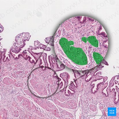 Fascículo de músculo liso (Fasciculus muscularis levis); Imagen: 