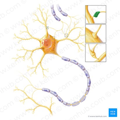 Synapsis axodendritica (Axodendritische Synapse); Bild: Paul Kim
