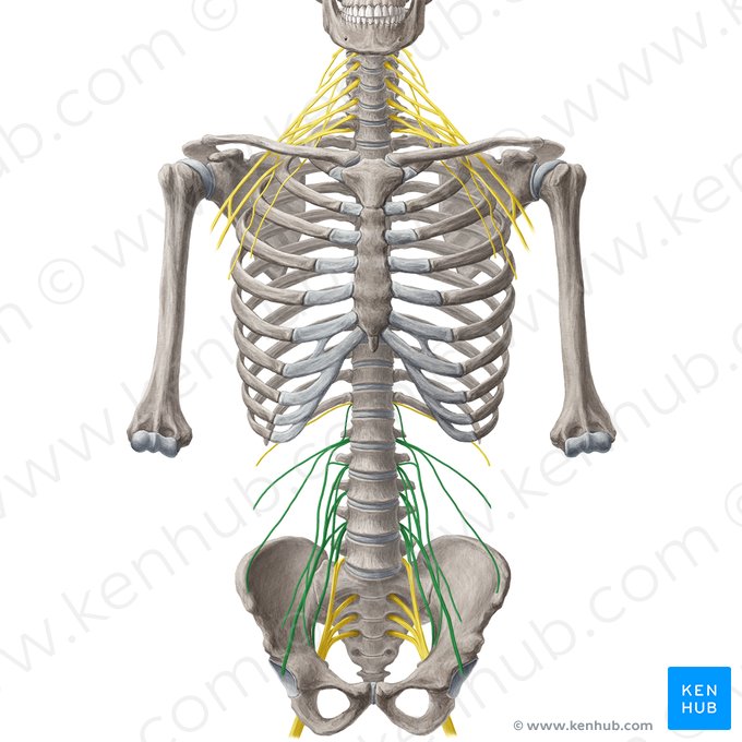 Lumbar plexus (Plexus lumbalis); Image: Yousun Koh