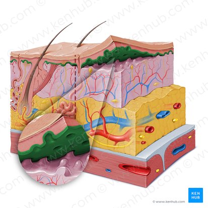Stratum basale of epidermis (Stratum basale epidermis); Image: Paul Kim