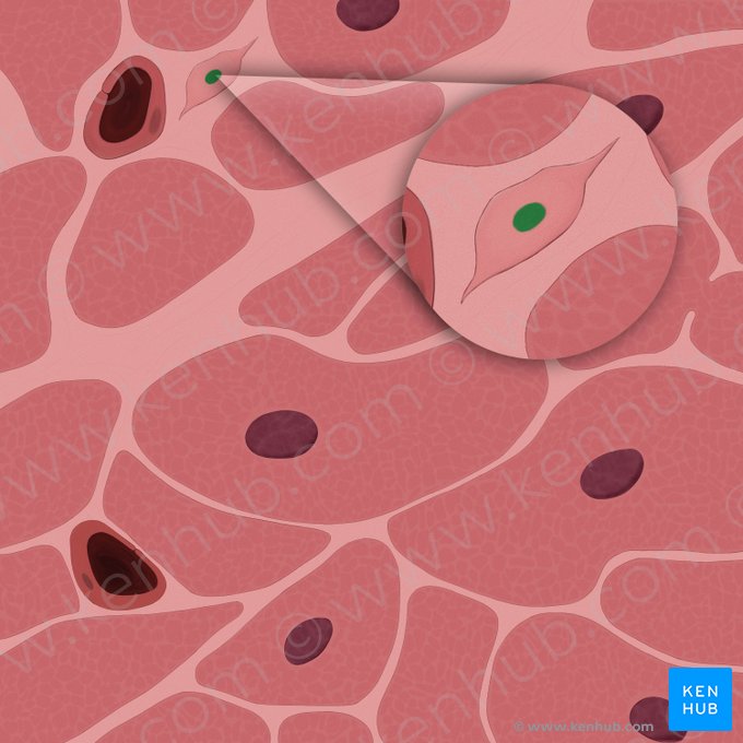Nucleus fibroblasti (Fibroblastenzellkern); Bild: Tal Bavli Ziv